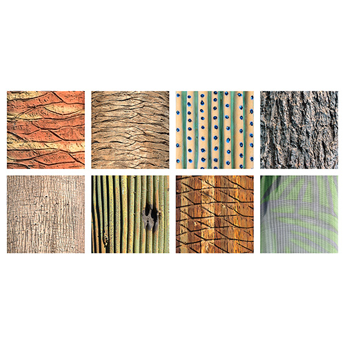 Tree Bark Typology #1 (2021)